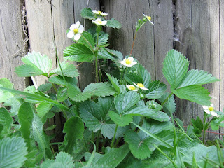 Fraisier en fleur