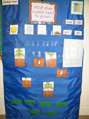Adventures With Firsties: Plants Unit in Action!