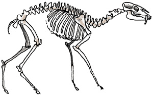 esqueleto de moschidae Blastomeryx