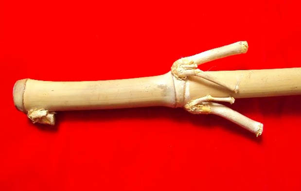 Pring Patil Lele dan 8 Bambu Bertuah beserta Kegunaannya