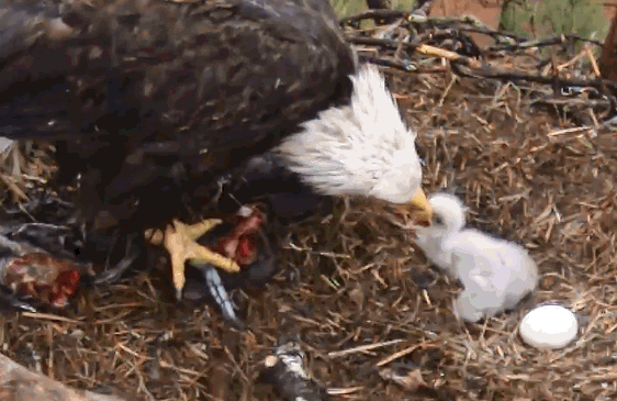 Eagles and Nature with chris7: Berry College Bald Eagle Chick Day 9