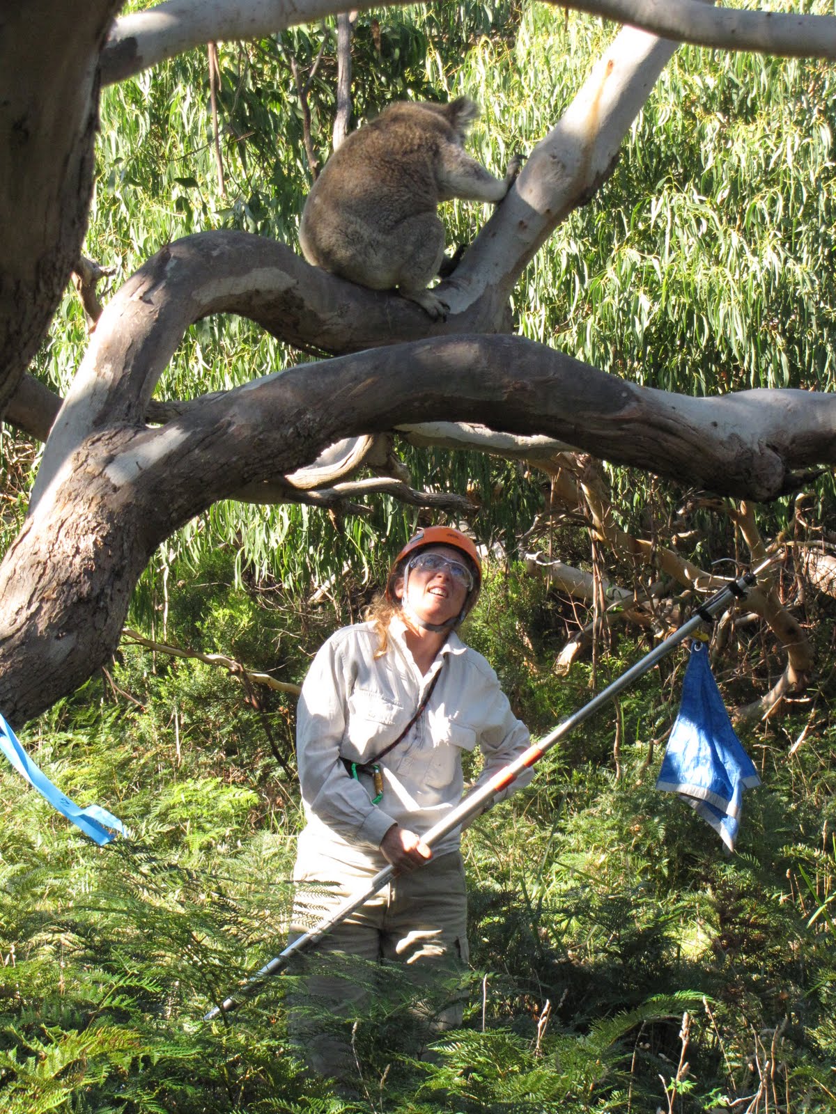Conserving Koala Country - Victoria