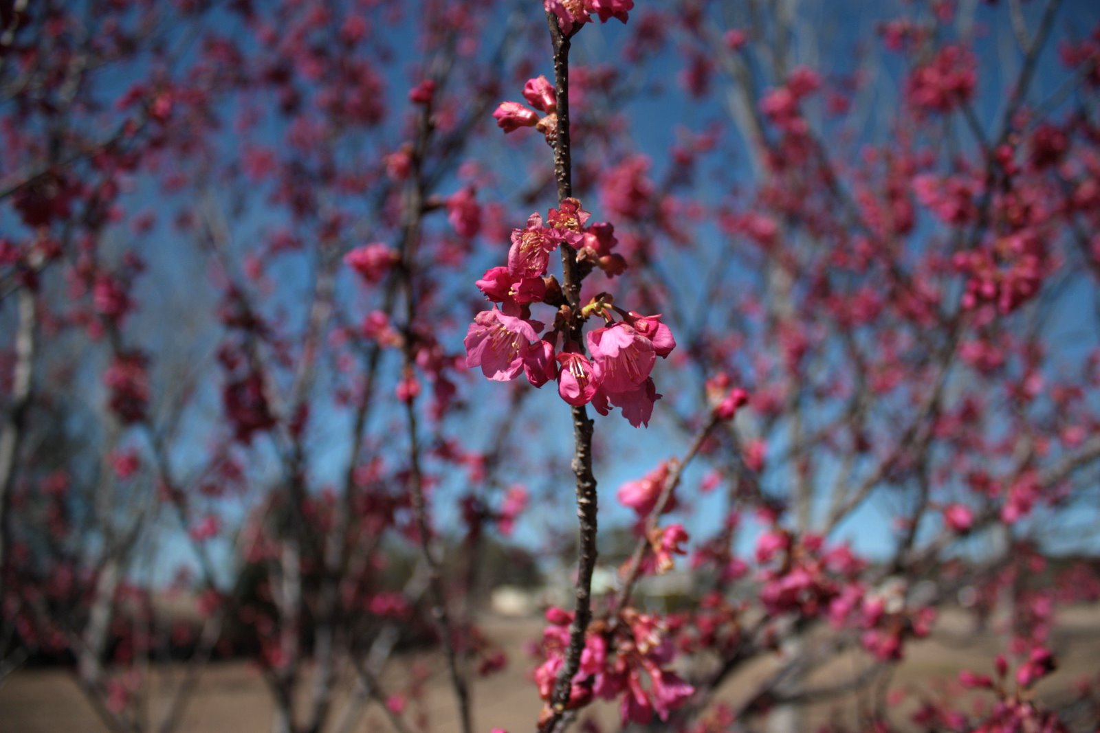 Diary of a Garden: February 2011