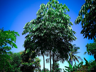Cassava Or Manihot Esculenta Plants In The Garden On Sunny Day
