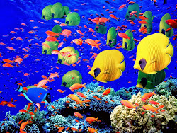 fish moving wallpapers desktop fishing fishes water