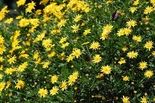 EURYOPS , MARGARITAS AMARILLAS