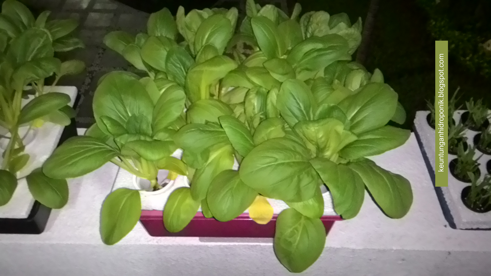 HIDROPONIK ADALAH - KEUNTUNGAN HIDROPONIK