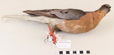 human impact on passenger pigeons human impact on passenger pigeons