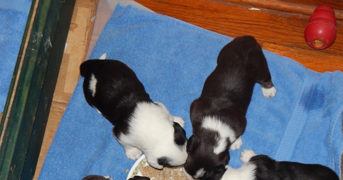 Big Ears Kennel Breakfast In Bed