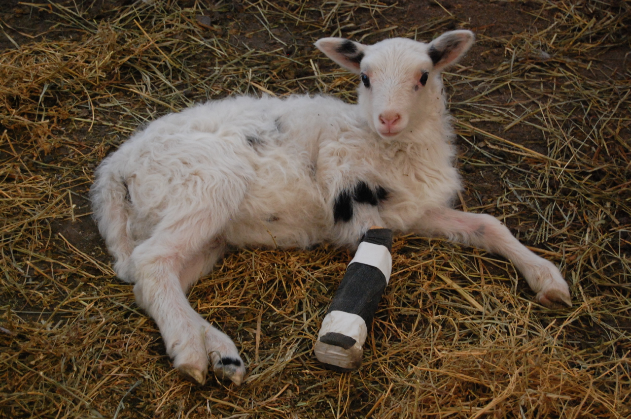 Little Hills Sheep Ranch Broken Lamb Leg(