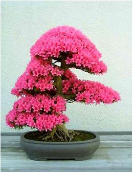 Jenis Tanaman Berbunga yang Dapat Dijadikan Bonsai