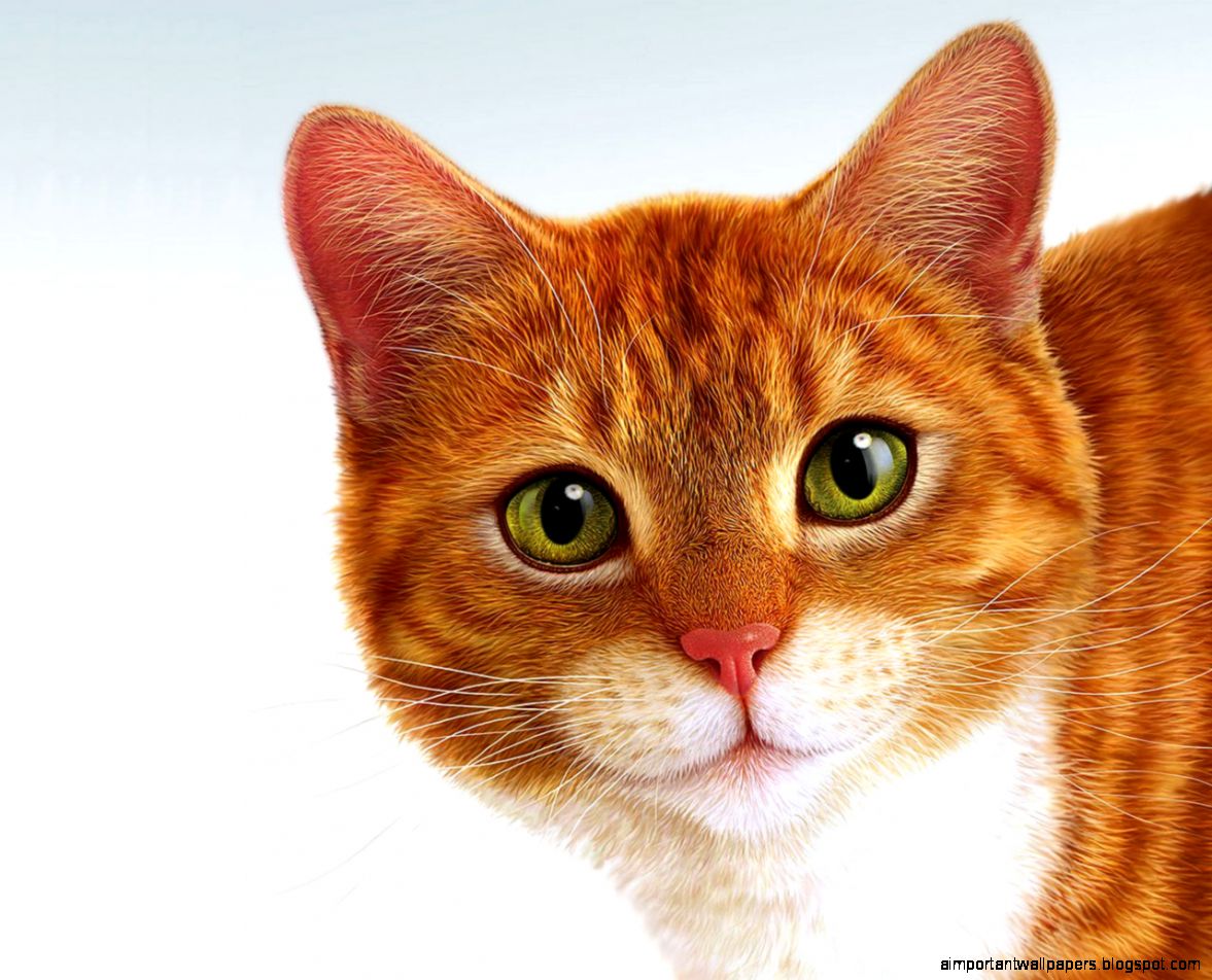 Orange Cat Face
