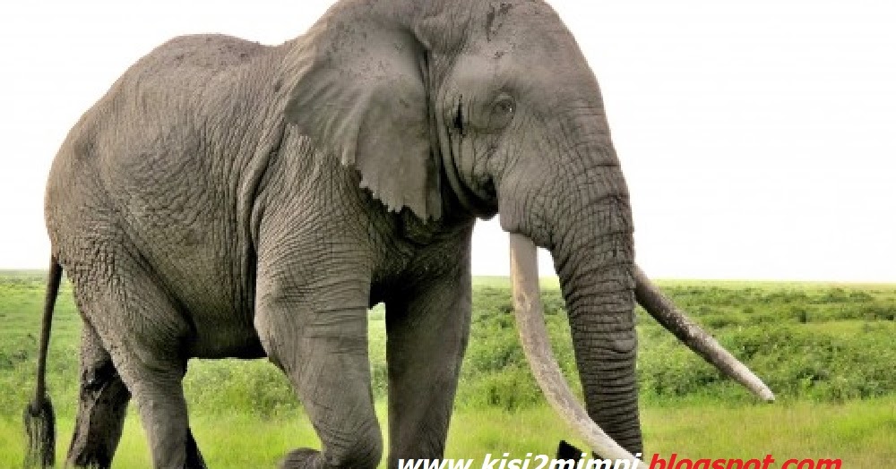 Mimpi Gajah Menurut Tafsir Islam Arti Mimpi