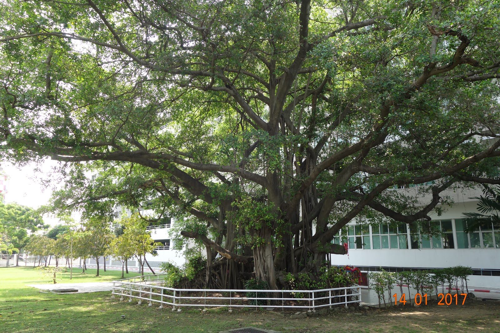 ChristianPFC Adventures in Thailand Unusual trees of Bangkok