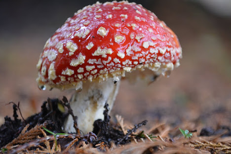 Amanita muscaria, conhecido como agrário-das-moscas ou mata-moscas.