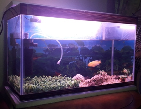 WARNA WARNI IKAN HIAS DI PASAR IKAN GUNUNG SARI