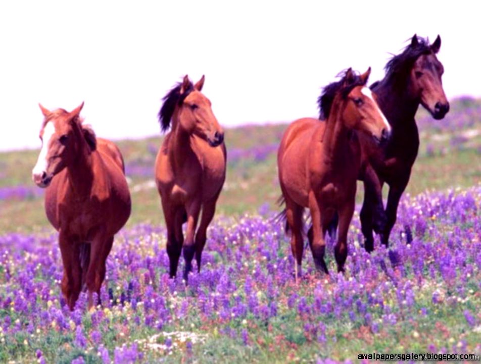 Horses In The Spring Wallpaper