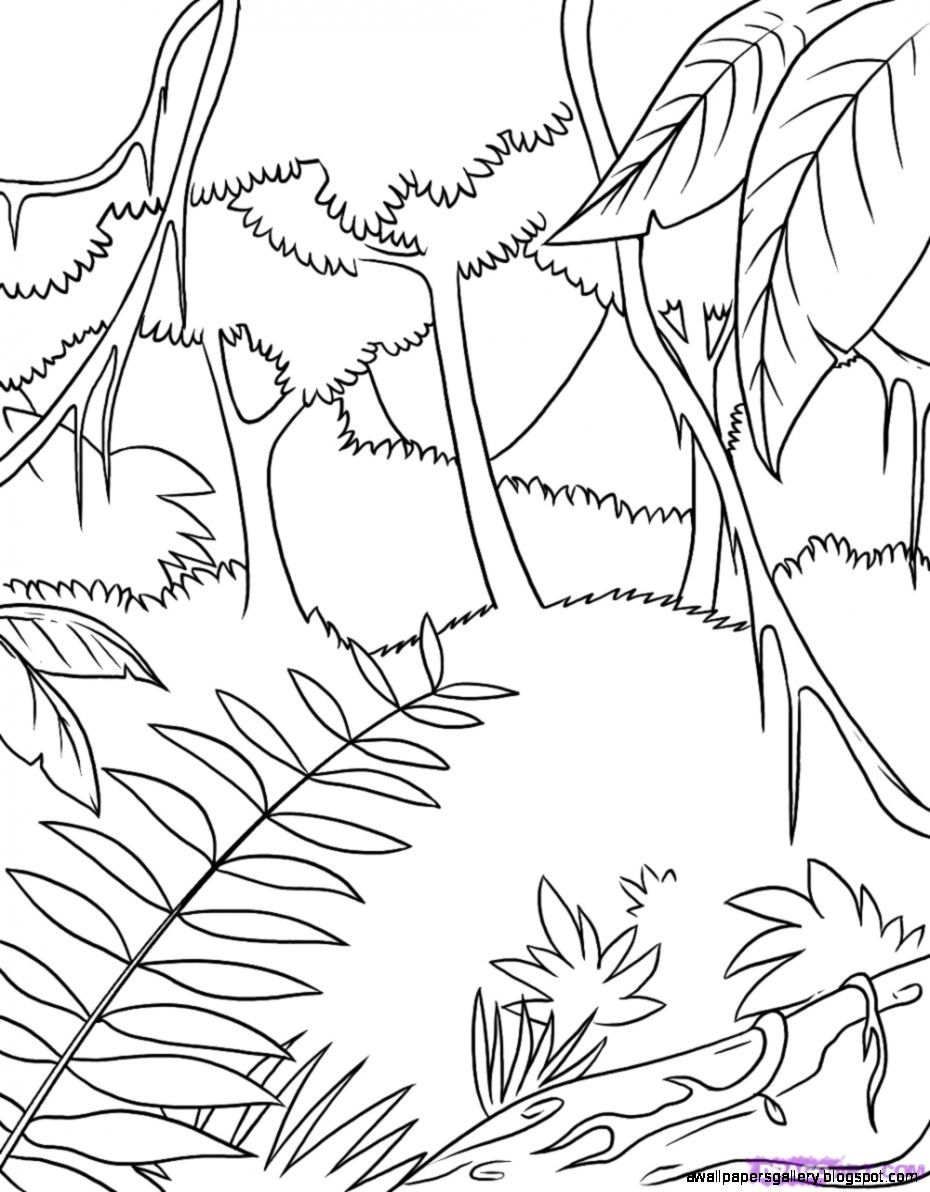 How to Draw a Rainforest Step by Step Landscapes Landmarks