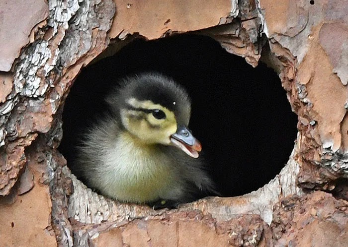 Adorable Pictures Of An Owl Raising A Duckling