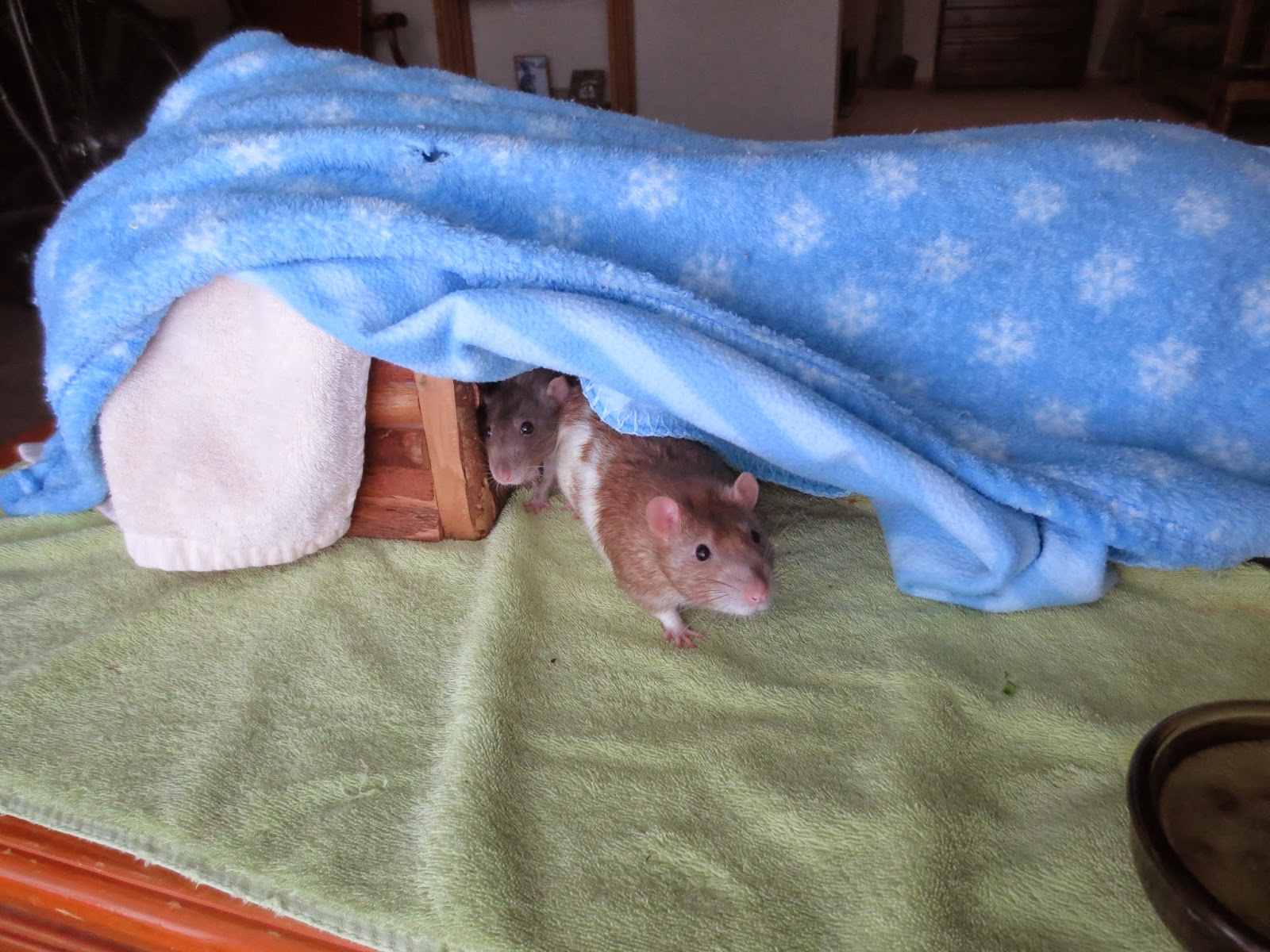 Equatorial Minnesota A Brief Meditation On The Joys Of Packrat Middens