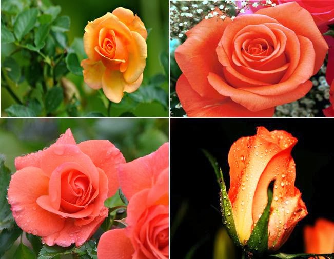 Flower Homes Rose Colors and Meanings