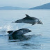 Δελφίνια κάνουν βόλτες στον κόλπο της Ηγουμενίτσας (+ΒΙΝΤΕΟ)