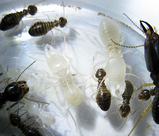 Nymphs and minor workers of Marcotermes carbonarius