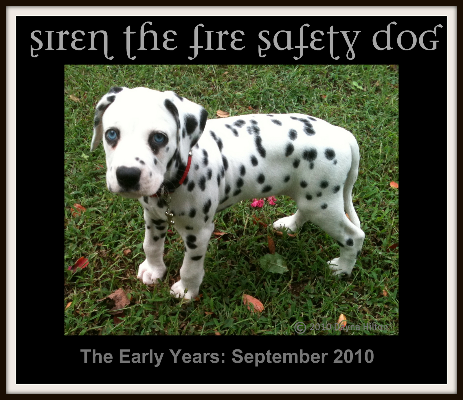 Sparkles the Fire Safety Dog Siren Celebrates his 1 1/2 Year Birthday!