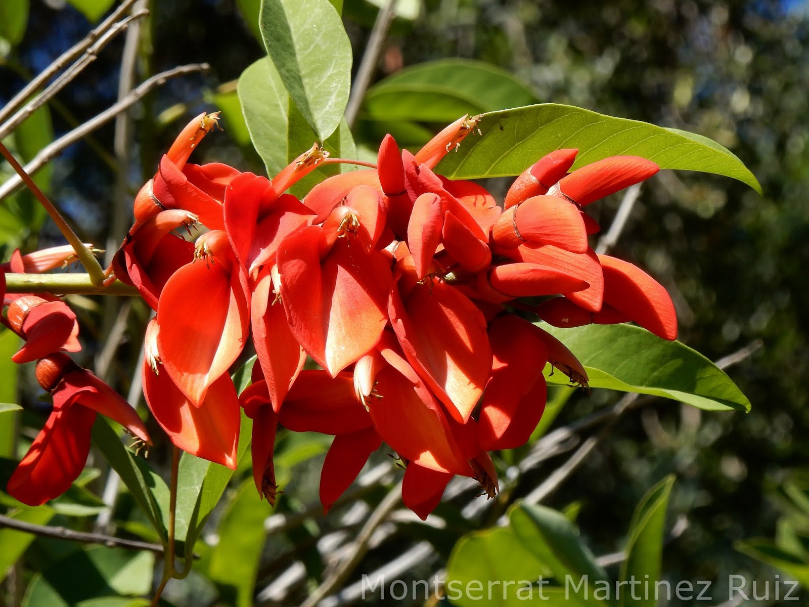 ARBOL DEL CORAL COMUN - BOTÀNIC SERRAT