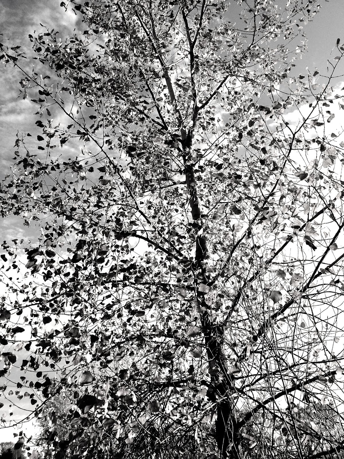 Tree in Fall Bloom.