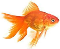 Jenis Ikan koki Ekor Kipas - Ikan Hias Air Tawar Laut dan Aquarium