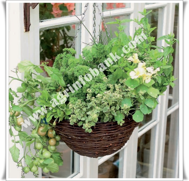 Hanging herb and vegetable basket Farming Feed the hungry world