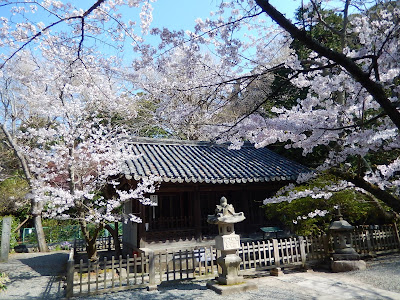 鎌倉大仏の桜