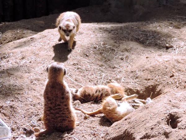 Meerkats may look like prairie dogs on a diet, but they are really related to the mongoose. 
