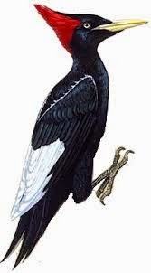 Cuidemos el Medio Ambiente: El pájaro carpintero imperial: triste ...