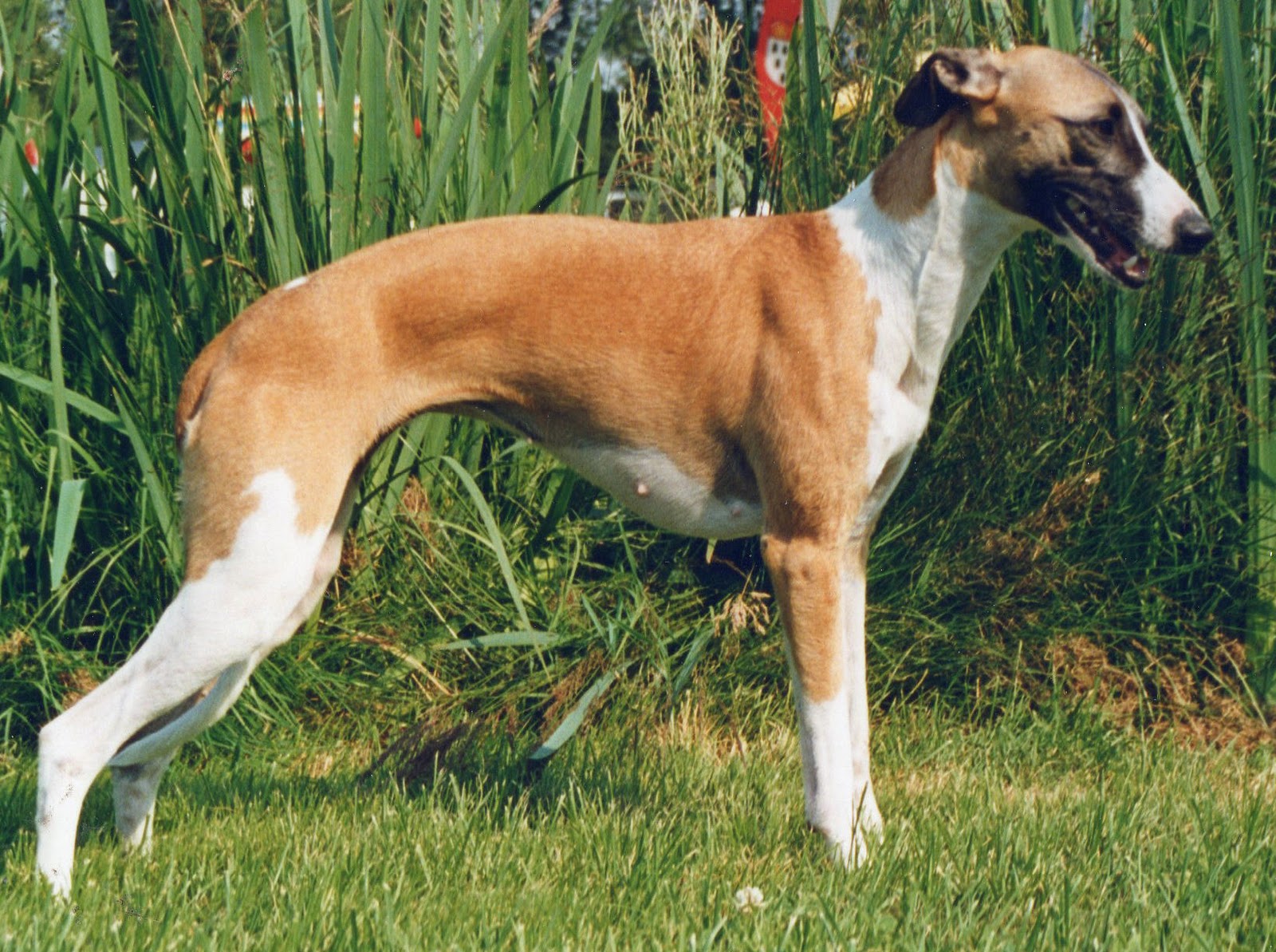 Whippets vom Kleinen Berg Kleineberger