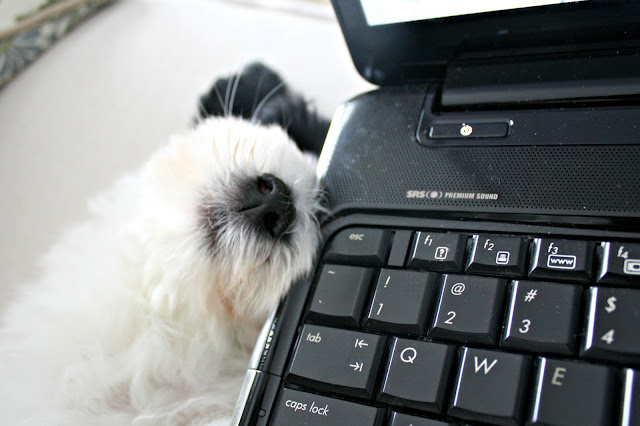 A dog sitting on the keyboard of a laptop