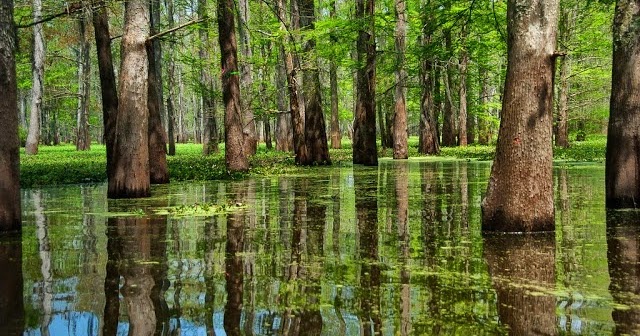 Jenis jenis Rawa GEOMEDIA