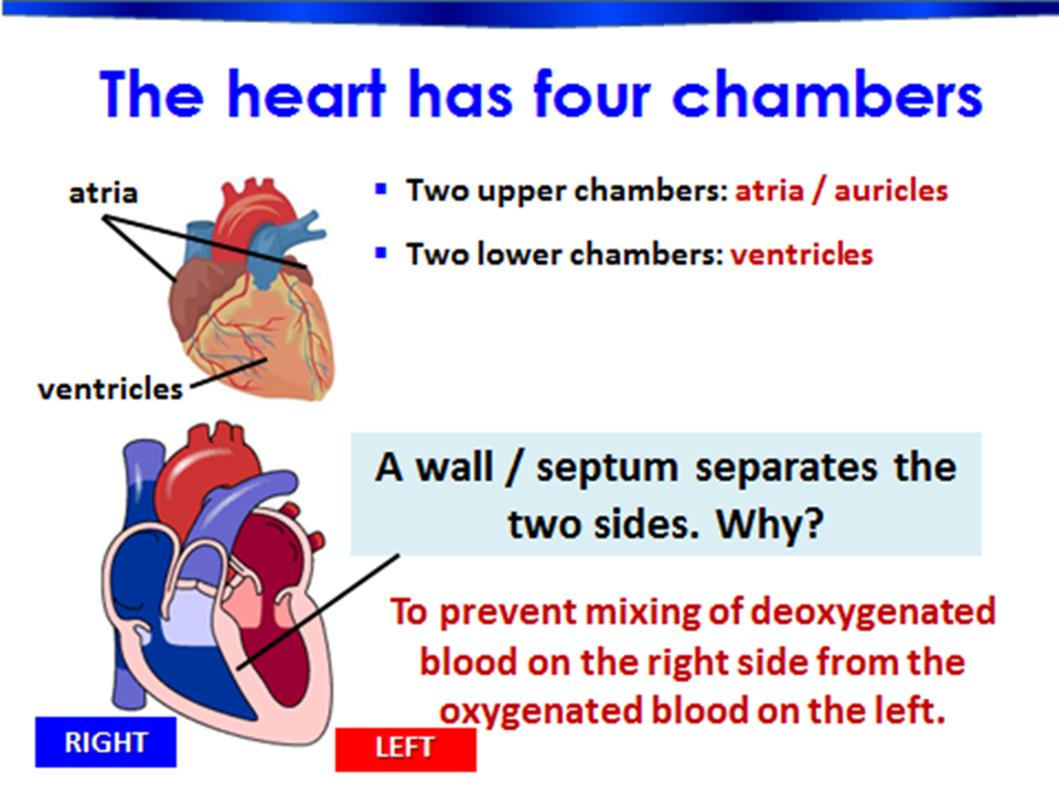 Grade 11: Chapter 2 - TRANSPORT IN MAMMALS