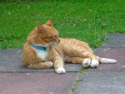 halloween bad herbal picnic cat