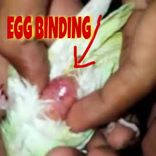 Egg binding