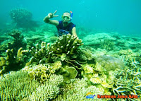 coral di laut karimun jawa