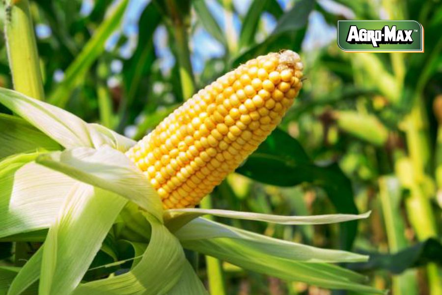 Growth Stages Of Corn