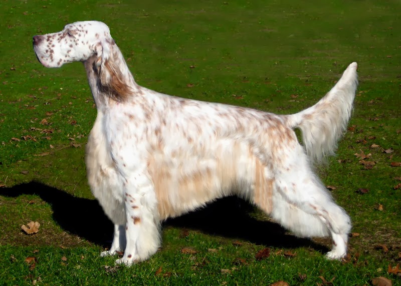 Ir(relevant) Profoundities English Setter Show dogs Stacked