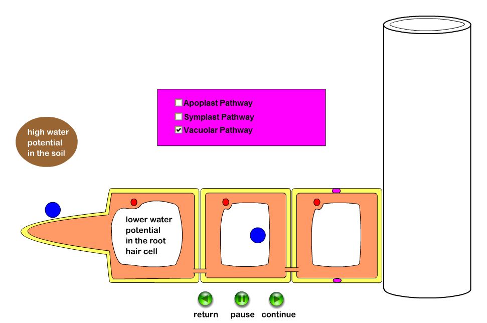 Biology Animations: Apoplast , Symplast , Vacuolar Pathways
