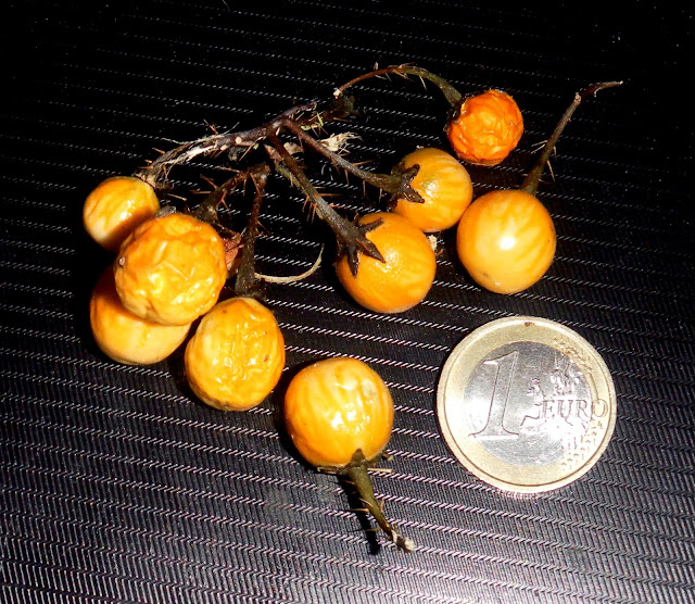 Purple Devil Plant (Solanum atropurpureum)