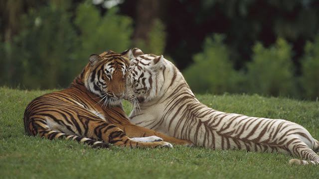 Cute photo of two cuddling tigers