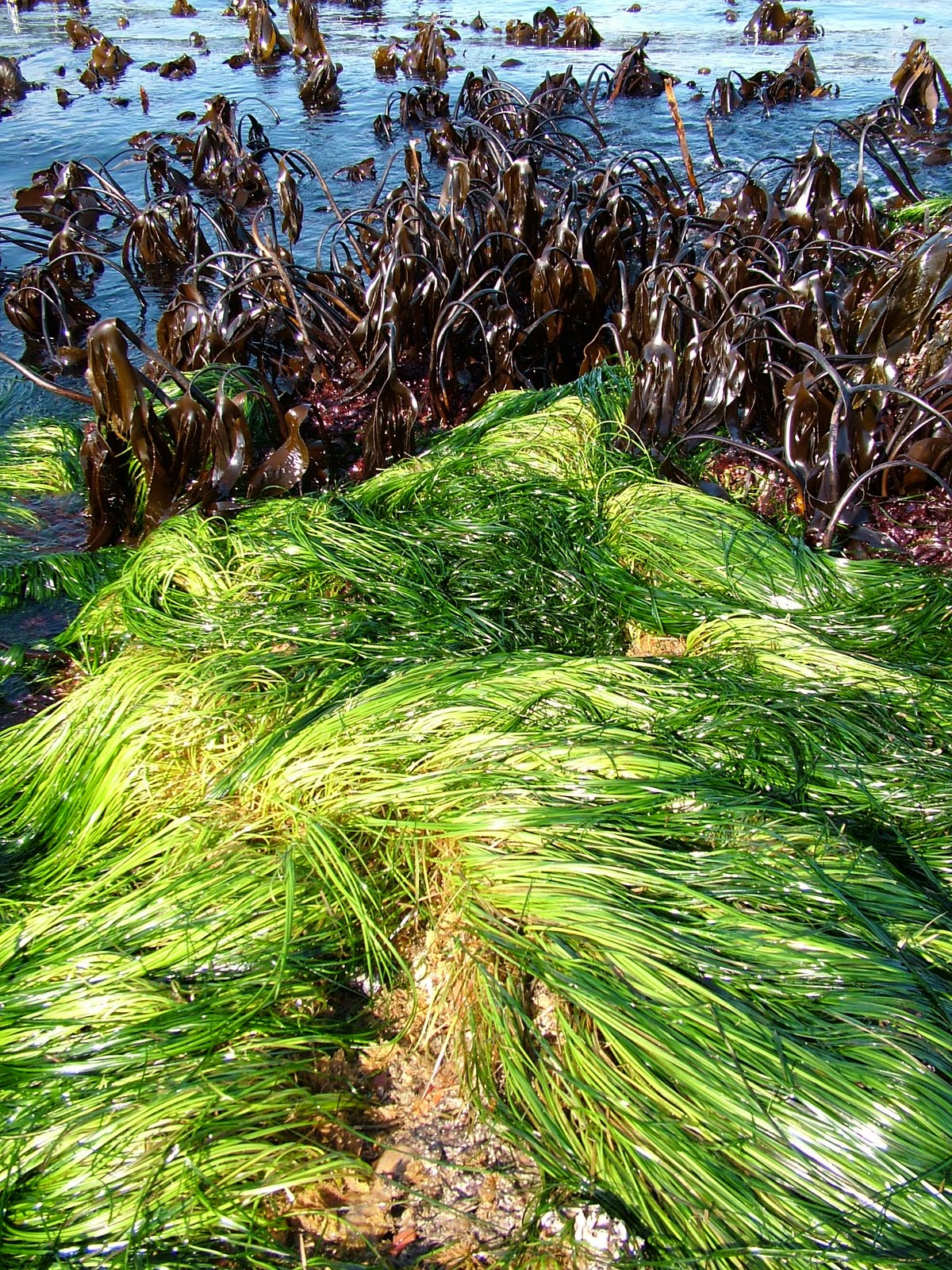 Buzz's Marine Life of Puget Sound AlgaeSeaweedSea Grass