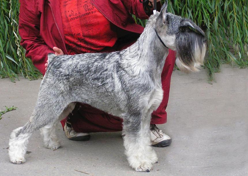 миттельшнауцер триммингованный. тримминг миттельшнауцера. миттельшнауцер триммингованный. тримминг миттельшнауцера. цвергшнауцер тримминг.