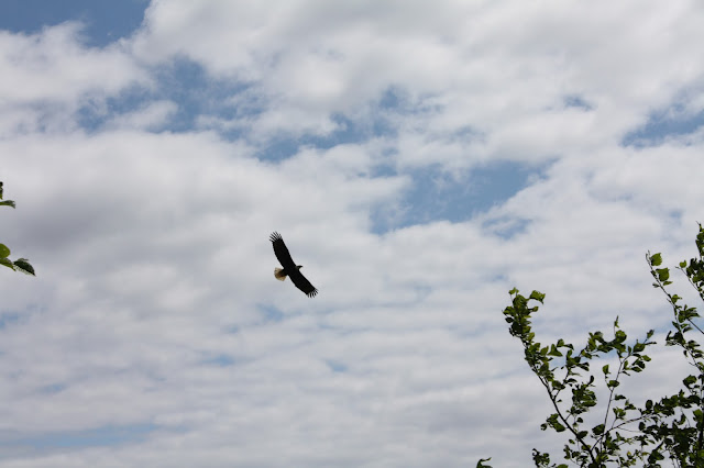 Bald eagle soaring in Ketchikan, Alaska